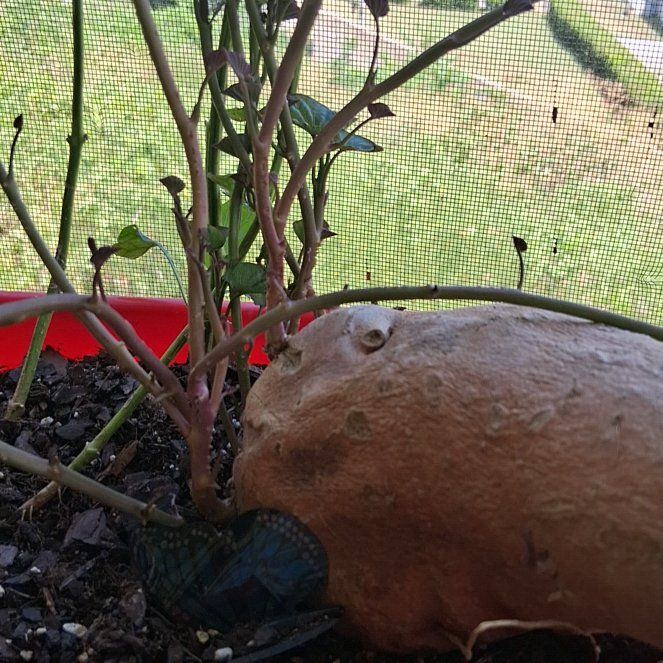 Photo of the plant species Wild Sweet Potato by @UpbeatDuranta41 named Bigleef Smalls on Greg, the plant care app
