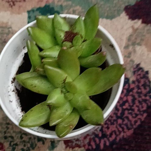 Photo of the plant species Portulacaria afra 'Snowfall' by @HotPigeonwood96 named Girlfrond on Greg, the plant care app