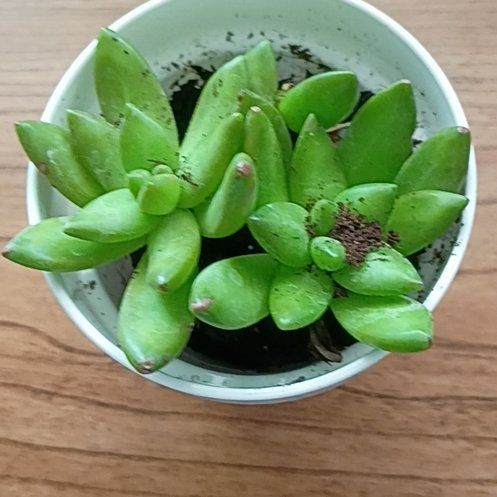 Photo of the plant species Carnival Variegata Jade by @HotPigeonwood96 named Gregarious on Greg, the plant care app