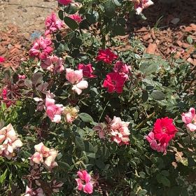 Photo of the plant species Knock Out Roses by @HipAsianrice28 named Bigleef Smalls on Greg, the plant care app