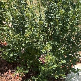 Photo of the plant species Hardy Hibiscus by @HipAsianrice28 named Bruce Lee on Greg, the plant care app
