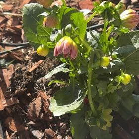 Photo of the plant species Red Dahlia by @HipAsianrice28 named Bella on Greg, the plant care app