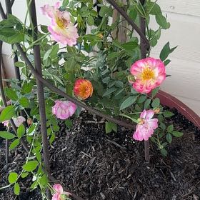 Photo of the plant species Mini Rose by @HipAsianrice28 named Lavender on Greg, the plant care app