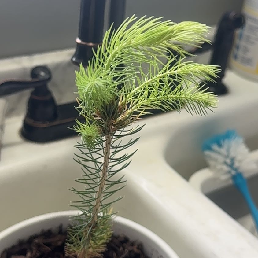 Photo of the plant species Blue Spruce by @HipAsianrice28 named Ulysses S Plant on Greg, the plant care app
