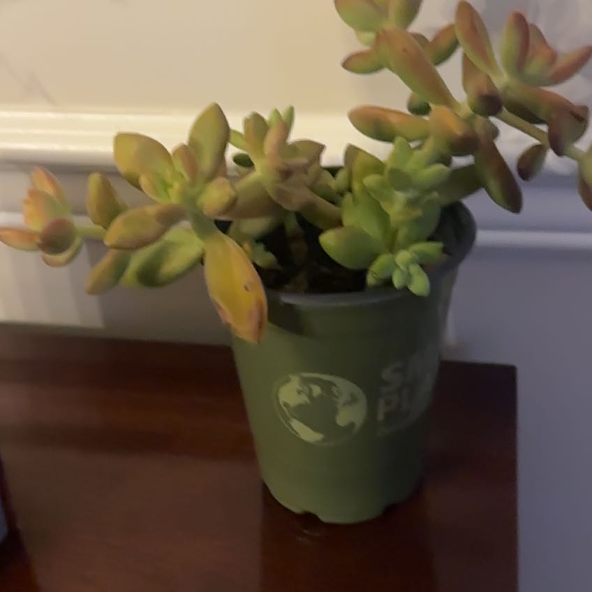 Photo of the plant species Sedum adolphi 'Guacamole' by @JazzedWasabi75 named Mollie on Greg, the plant care app