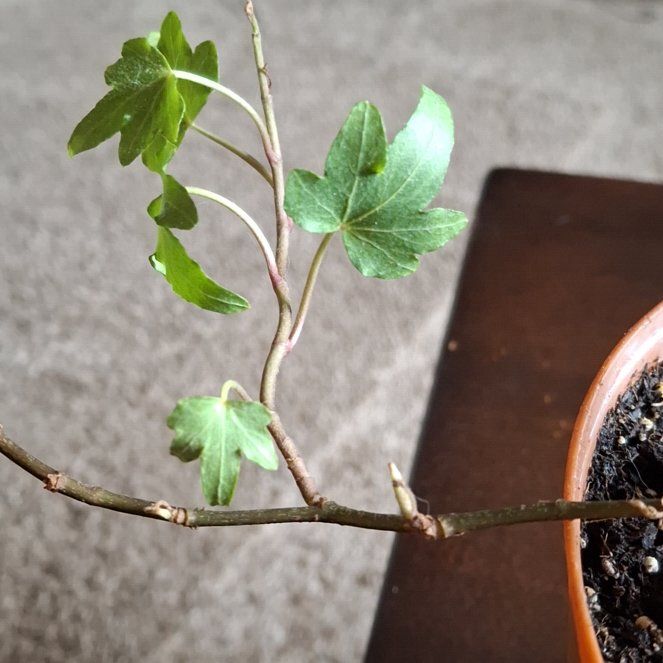 Photo of the plant species Golden Currant by @ComradeWavycap8 named Rainier on Greg, the plant care app