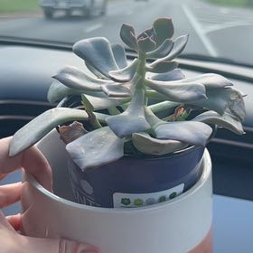 Photo of the plant species Succulent by @TopPapaya66 named Sage on Greg, the plant care app