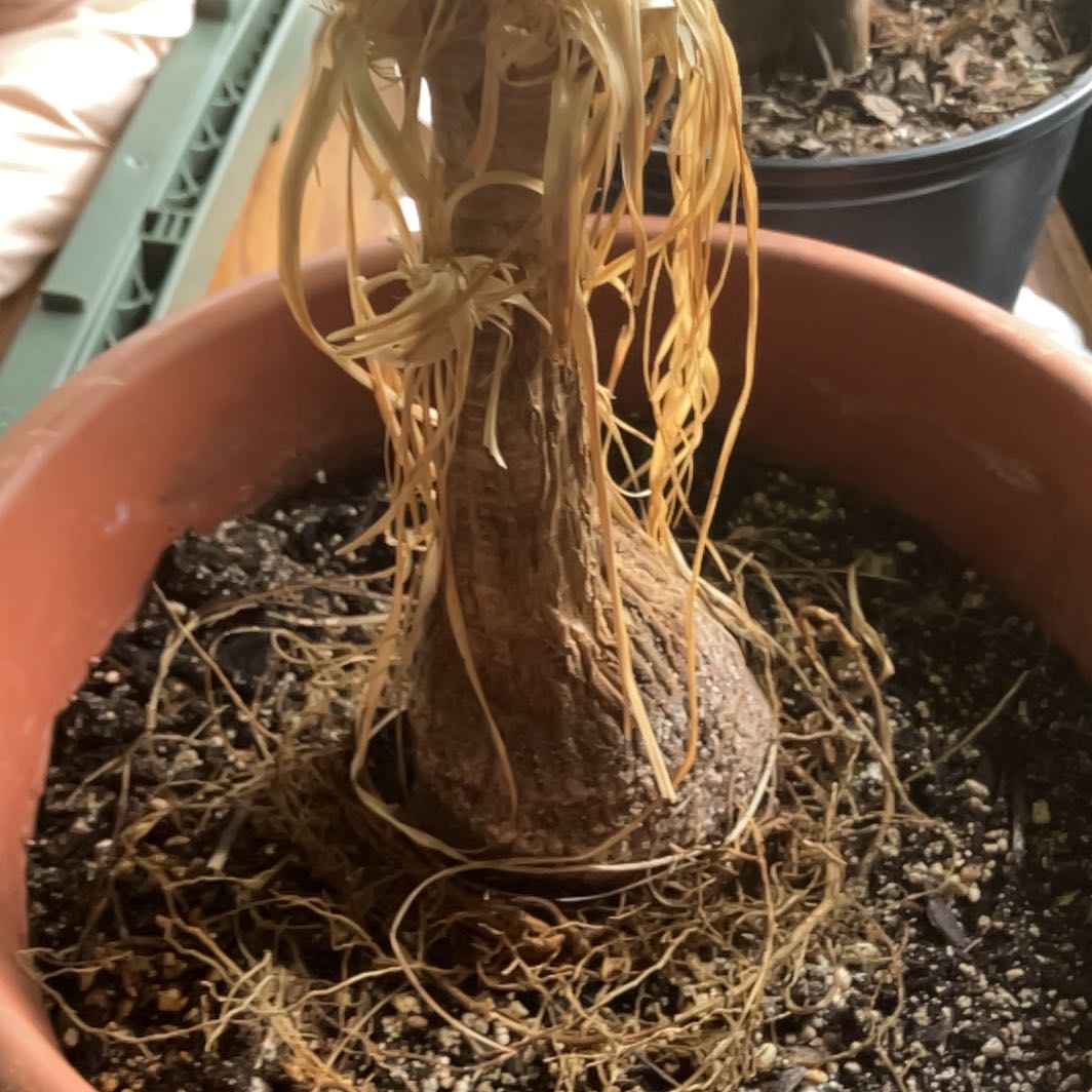 Photo of the plant species poneytail palm by @EnhancedArugula named Scarlett on Greg, the plant care app