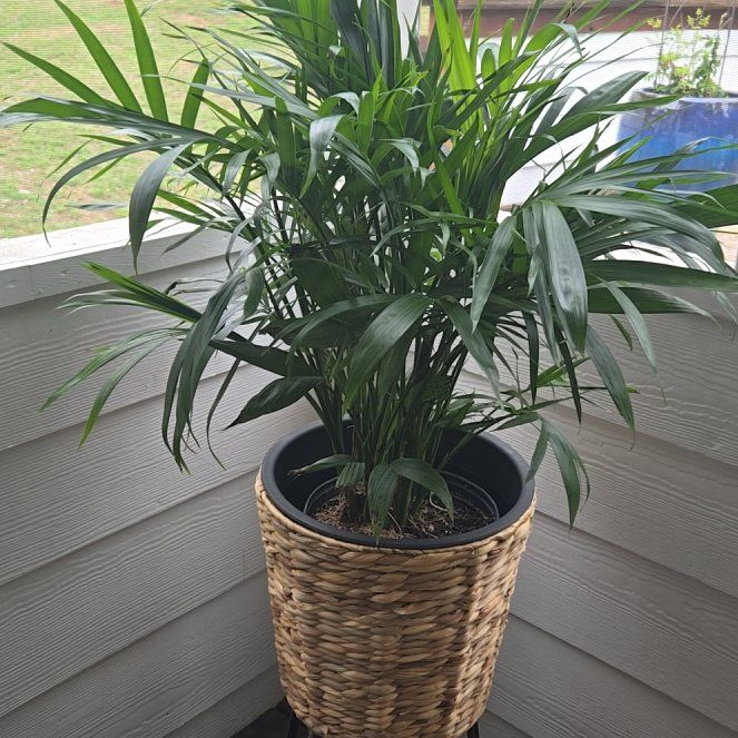 Photo of the plant species Majesty Palm by @YesSmoothrose14 named Sahara on Greg, the plant care app