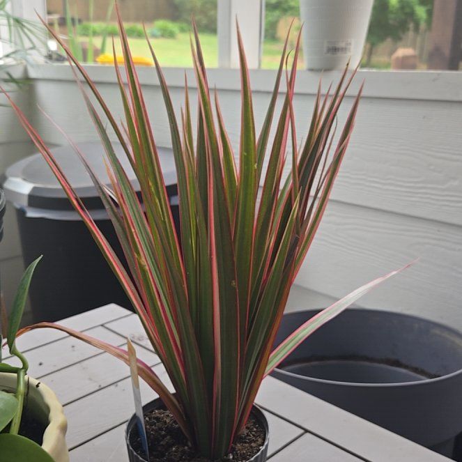 Photo of the plant species Madagascar Dragon Tree by @YesSmoothrose14 named Achilles on Greg, the plant care app