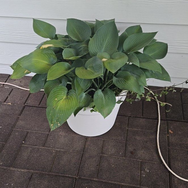 Photo of the plant species Hosta 'Hope' by @YesSmoothrose14 named Dolores on Greg, the plant care app