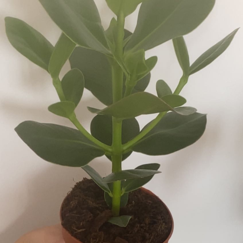 Photo of the plant species Autograph Tree by @FastBlueech21 named Elina on Greg, the plant care app