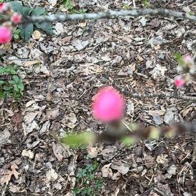 Photo of the plant species Rosa Gymnocarpa by @LovableCorn named Leaf Erickson on Greg, the plant care app