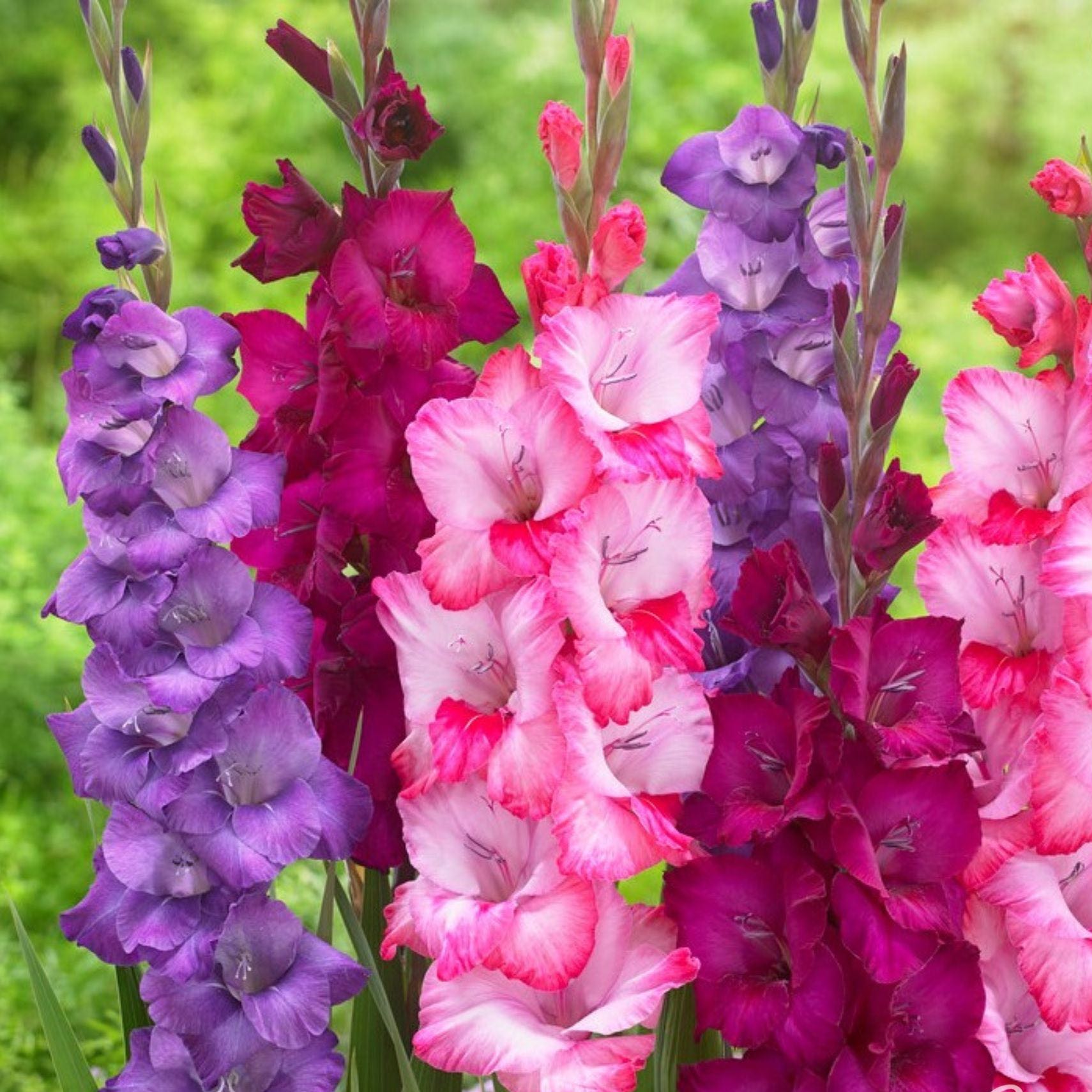 Photo of the plant species Gladiolus by @LovableCorn named Gladys on Greg, the plant care app