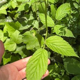 Photo of the plant species Black Raspberry by @LovableCorn named Stella on Greg, the plant care app