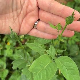 Photo of the plant species Prairie Rose by @LovableCorn named Bigleef Smalls on Greg, the plant care app