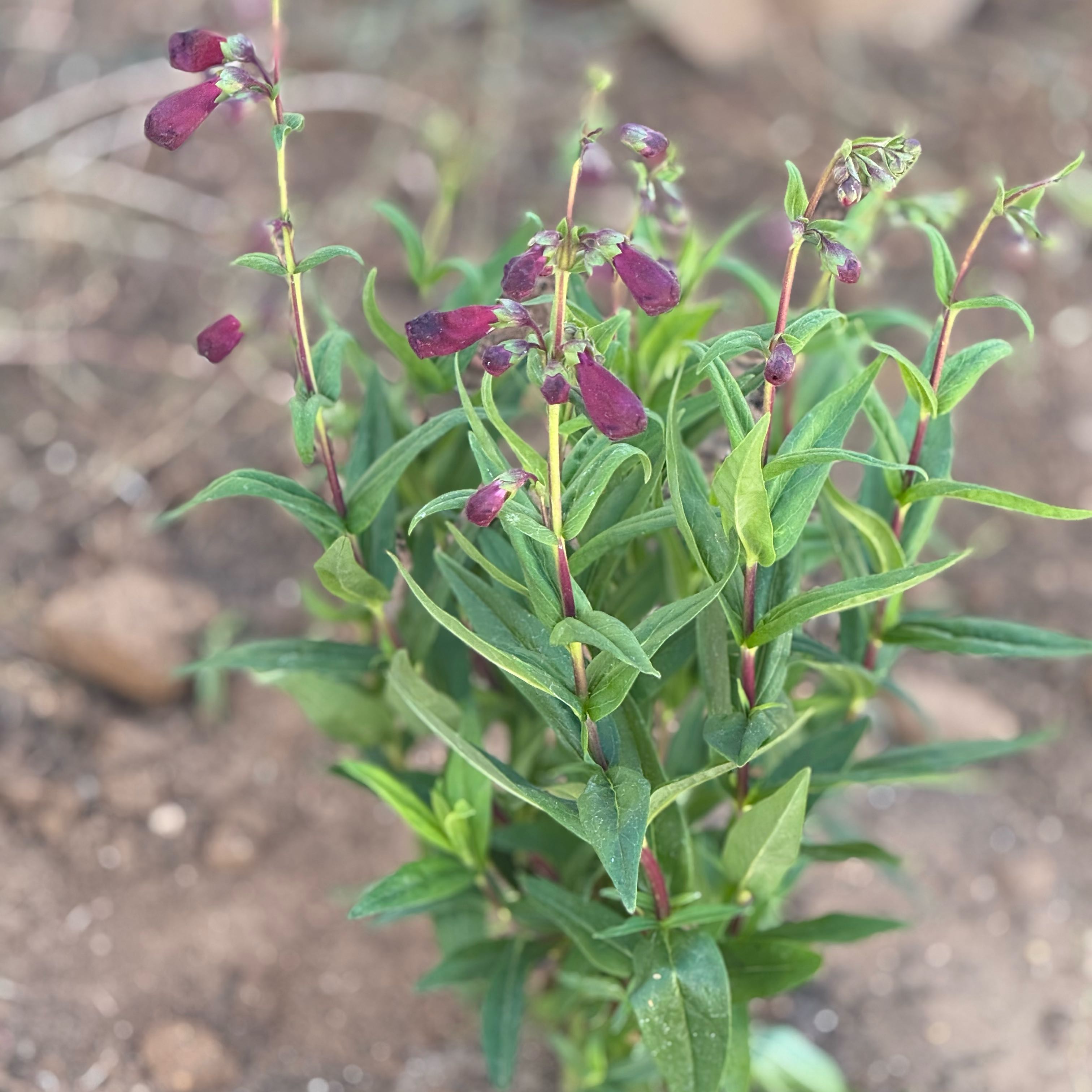 Photo of the plant species Penstemon 'Sour Grapes' by @MaximalWaxivy93 named Pens Sour on Greg, the plant care app