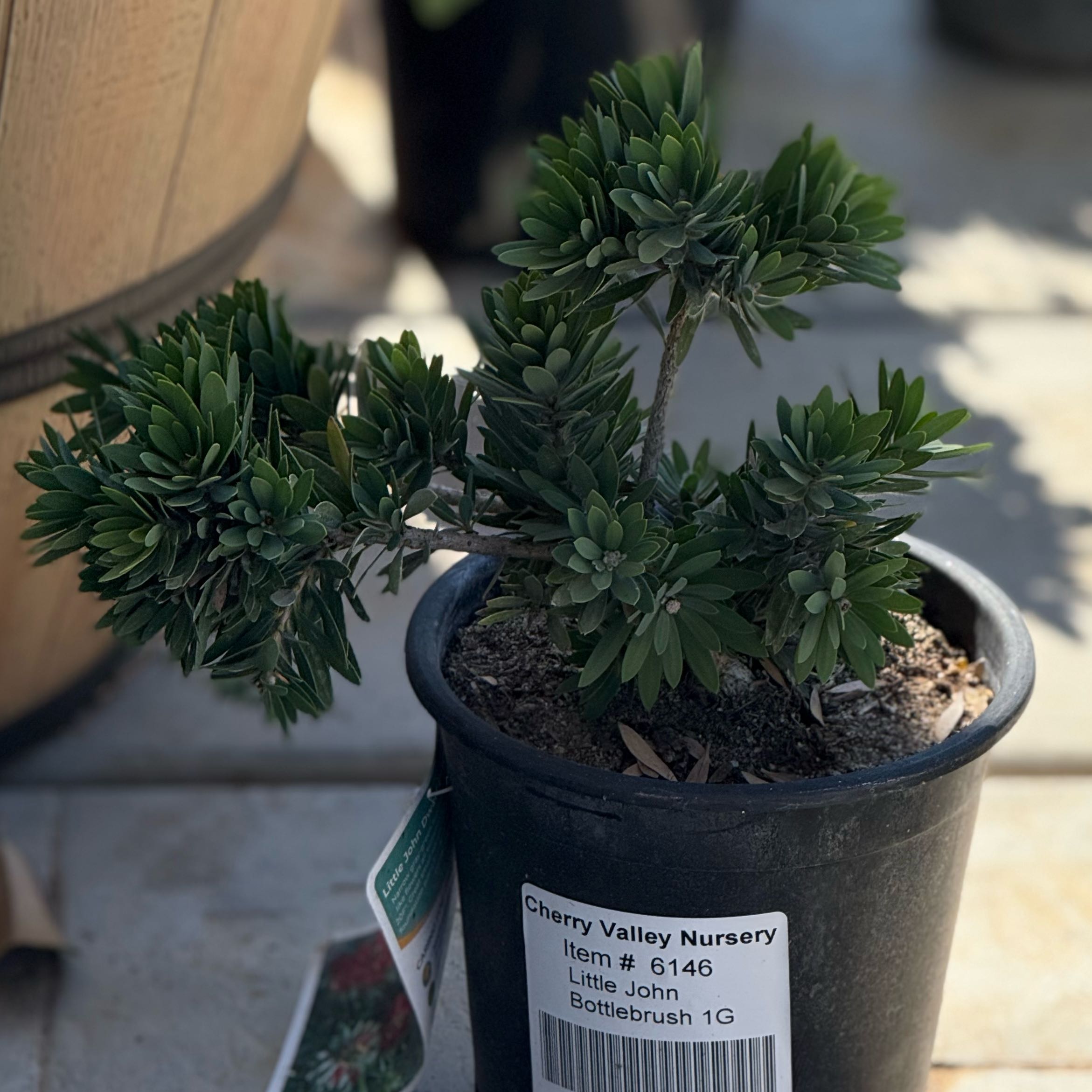 Photo of the plant species Little John Dwarf Bottlebrush by @MaximalWaxivy93 named Bottlebrush on Greg, the plant care app