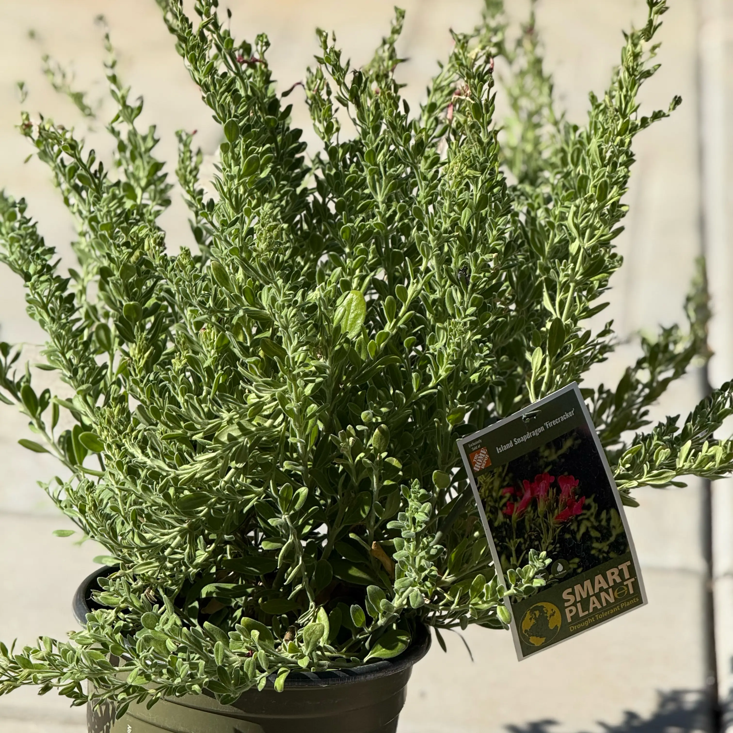 Photo of the plant species Island Snapdragon Firecracker by @MaximalWaxivy93 named Firecracker on Greg, the plant care app