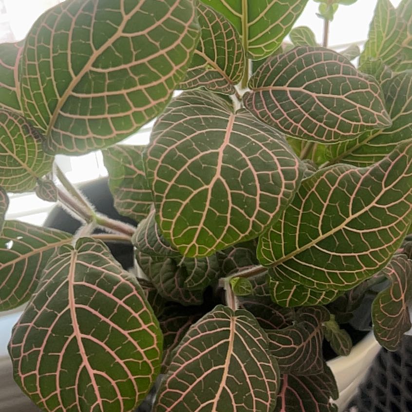 Photo of the plant species Red Vein by @ConsciousGray10 named Sanders on Greg, the plant care app