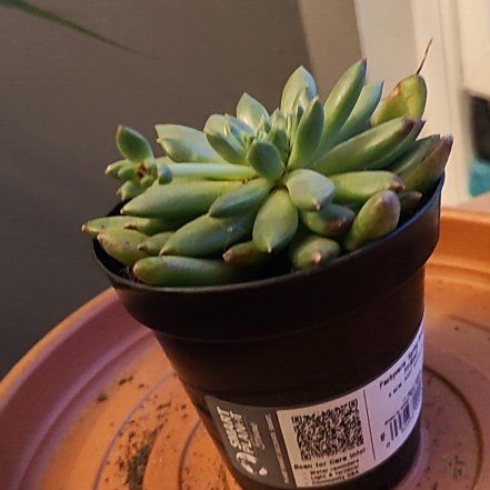 Photo of the plant species Pachyveria Spring Bouquet by @ChummyPalqui50 named Harmony on Greg, the plant care app