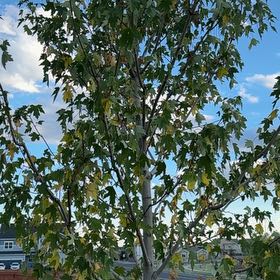 Photo of the plant species Sienna Glen Maple by @FabCentella99 named Orlando Bloom on Greg, the plant care app