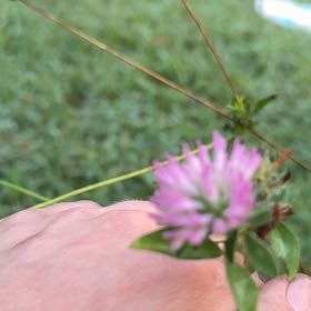Photo of the plant species Red Clover by @PeachyHindurope named Elina on Greg, the plant care app
