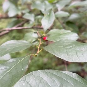 Photo of the plant species Spicebush by @PeachyHindurope named Rosa on Greg, the plant care app