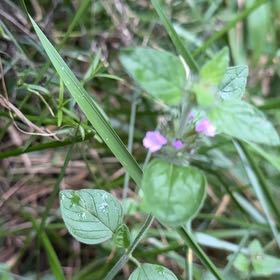 Photo of the plant species Wild Basil by @PeachyHindurope named Gates on Greg, the plant care app