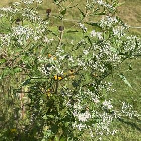 Photo of the plant species Wild Wormwood by @PeachyHindurope named Stella on Greg, the plant care app