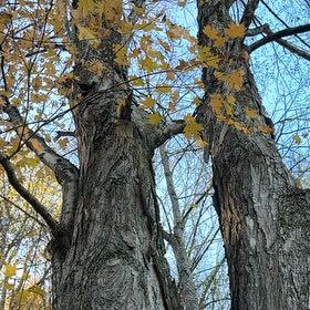 Photo of the plant species Sugar Maple by @PeachyHindurope named Fernie Mercury on Greg, the plant care app