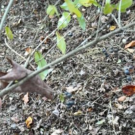 Photo of the plant species Wild Privet by @PeachyHindurope named Xena on Greg, the plant care app