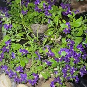 Photo of the plant species Scaevola Aemula by @StarRuby46 named Sonora on Greg, the plant care app