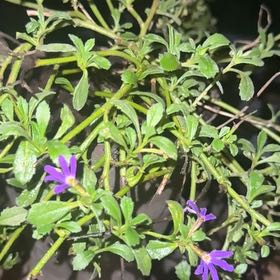 Photo of the plant species Scaevola Aemula by @StarRuby46 named Kesha on Greg, the plant care app