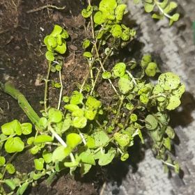 Photo of the plant species American Golden Saxifrage by @StarRuby46 named Sproutacus on Greg, the plant care app