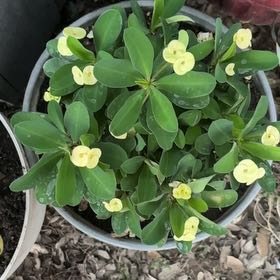 Photo of the plant species Ceylon Spinach by @JoysomeRimu3 named Gaga on Greg, the plant care app