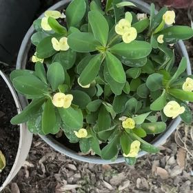 Photo of the plant species Ceylon Spinach by @JoysomeRimu3 named Queen on Greg, the plant care app