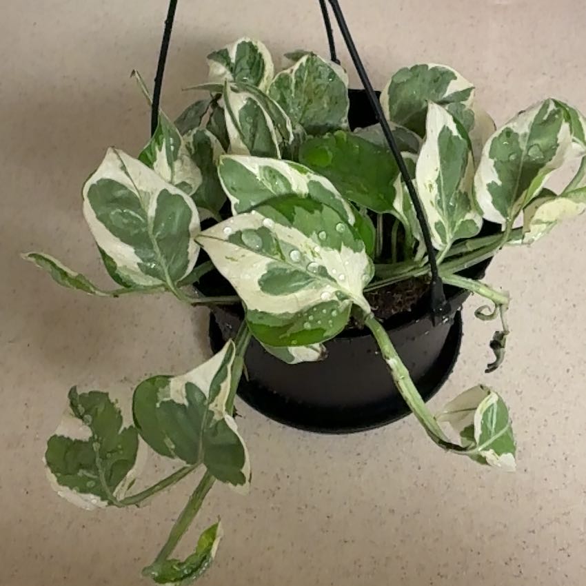 Photo of the plant species Epipremnum 'Njoy' by @Learningtogrow8 named Joy on Greg, the plant care app