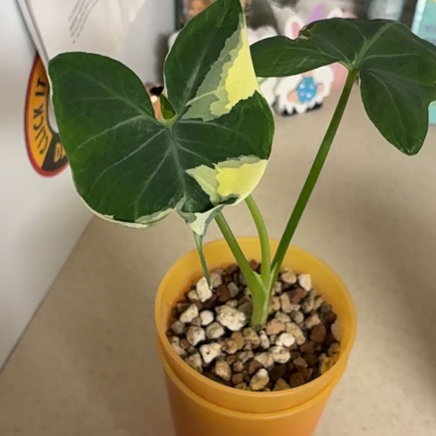 Photo of the plant species Mickey Mouse Alocasia by @Learningtogrow8 named Mickey on Greg, the plant care app
