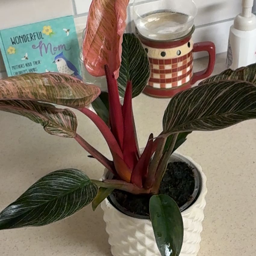 Photo of the plant species Pink Birkin Philodendron by @Learningtogrow8 named Prince on Greg, the plant care app