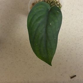 Photo of the plant species Scindapsus Jade Satin Aurea Variegated by @Learningtogrow8 named Orlando Bloom on Greg, the plant care app
