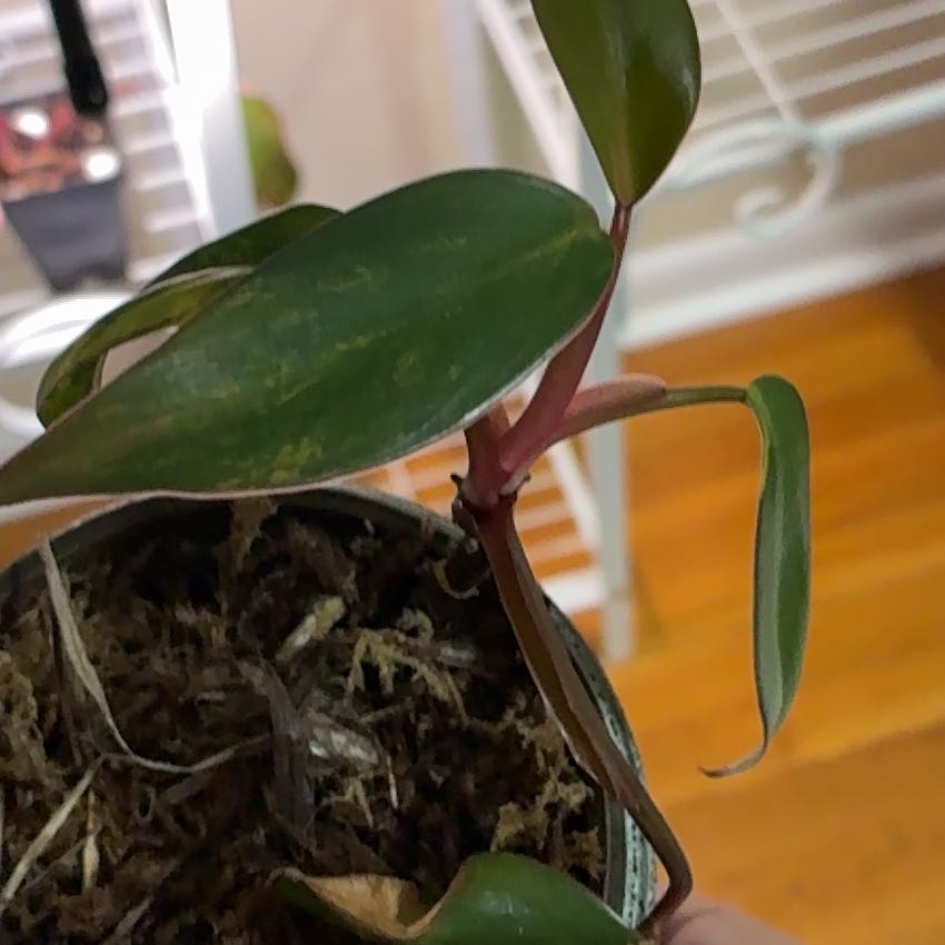 Photo of the plant species Strawberry Shake Philodendron by @Learningtogrow8 named Leonardo on Greg, the plant care app