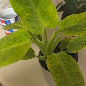 Photo of the plant species Philodendron by @Learningtogrow8 named Beyonce on Greg, the plant care app