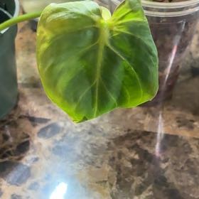 Photo of the plant species Philodendron 'Glorius' by @Learningtogrow8 named Gobi on Greg, the plant care app