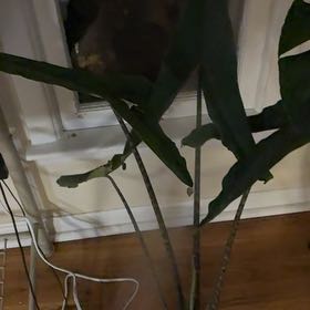 Photo of the plant species Alocasia by @Learningtogrow8 named Cleopatra on Greg, the plant care app