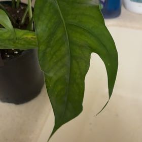 Photo of the plant species Baltic Blue Pothos by @Learningtogrow8 named Walt on Greg, the plant care app
