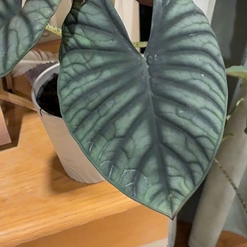 Photo of the plant species alocasia nebula by @Learningtogrow8 named Einstein on Greg, the plant care app