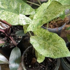 Photo of the plant species alocasia odora by @Learningtogrow8 named Marley on Greg, the plant care app