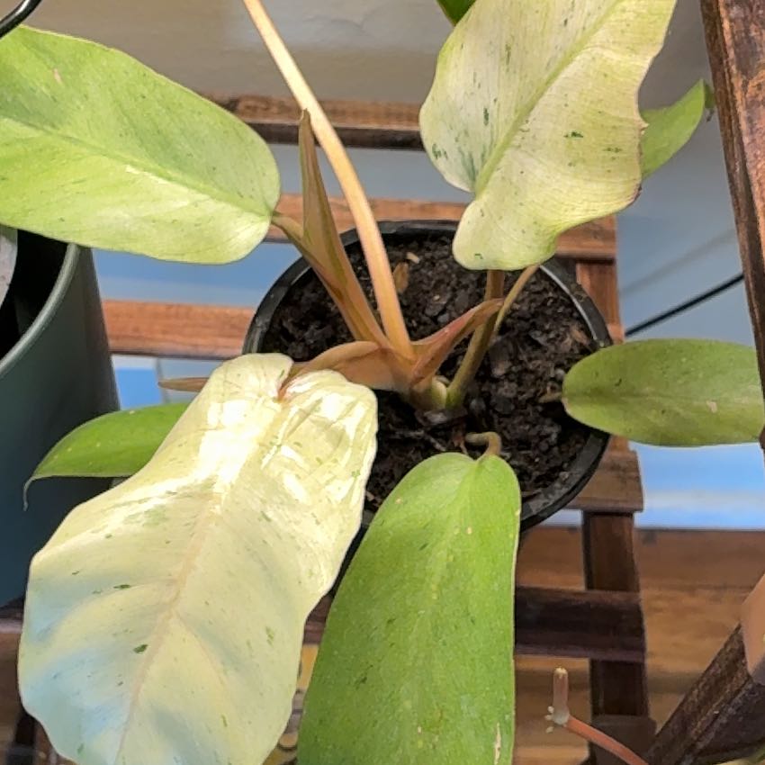 Photo of the plant species Snowdrift by @Learningtogrow8 named Nithin on Greg, the plant care app
