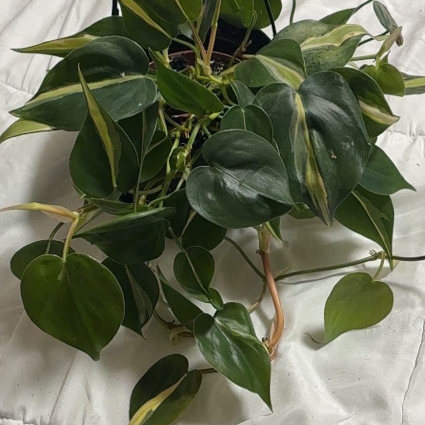 Photo of the plant species philodendron silver stripe by @Learningtogrow8 named Gregarious on Greg, the plant care app